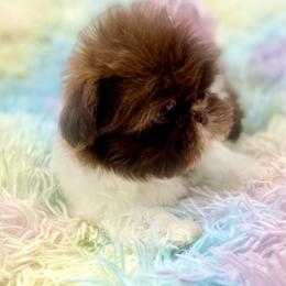 Ophelia - Liver and white female Shih Tzu puppy in Jacksonville, Florida from Fancy Garden Shih Tzu