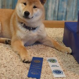 Shiba Inu Puppies from Takikawa Shiba Inus