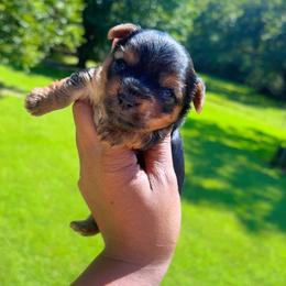 Isis - Black and tan female Yorkshire Terrier puppy in Louisburg, North Carolina from Nell’s Adorable Yorkshire’s