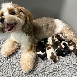 Faith - Havanese