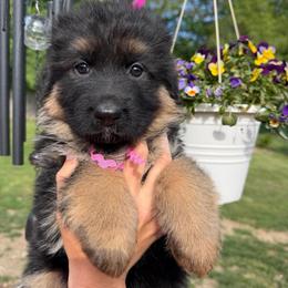 Dream - Black and red female German Shepherd puppy in Harvard, Illinois from Aus Dem Meer German Shepherds