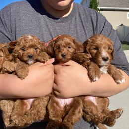 Goldendoodle Puppies from Sunnydoodle Utah