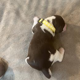 Penelope - Liver white and tan female English Springer Spaniel puppy in Phoenix, Arizona from Desert Shadow Springers