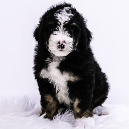 Hot Pink Collar Boy - Tri-color male Bernedoodle puppy in Hebron, Indiana from Duneland Doodles