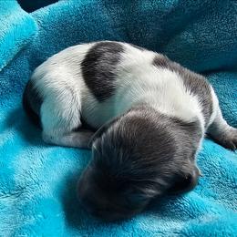 Blue girl - Piebald female Dachshund puppy in Herald, California from Bluegum Dachshunds