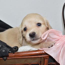 Pink girl - Cream female Dachshund puppy in Seminary, Mississippi from Down South Mavericks Dachshunds