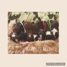 Havanese Puppies from HavaReese Havanese