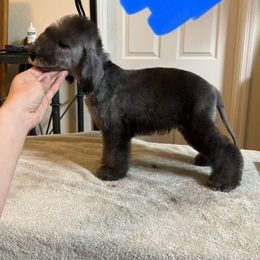 Bedlington Terrier and Great Dane Puppies from Cloud9 Bedlingtons and Argos Danes