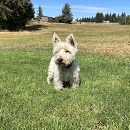 West Highland White Terriers from Emily Cunningham