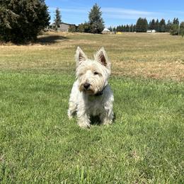 West Highland White Terriers from Emily Cunningham