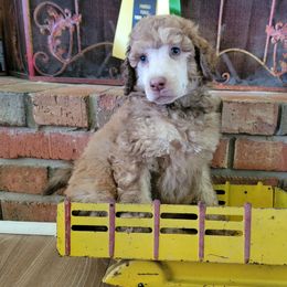 Aussiedoodle and Poodle Puppies from Waterford Doodle Farm