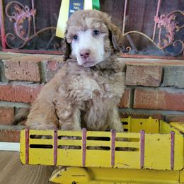 Aussiedoodle and Poodle Puppies from Waterford Doodle Farm