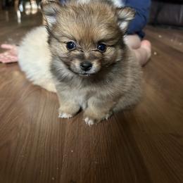 Red sable male - Red sable male Pomeranian puppy in Clinton, Tennessee from Liza’s Aussies & Poms