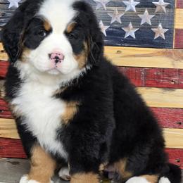 Alpine - Black tan and white female Bernese Mountain Dog puppy in Gaffney, South Carolina from Circle D Farms