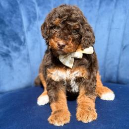 Heath - Boy 1 - Phantom male Bernedoodle puppy in Bellville, Ohio from Bernedoodle Buddies