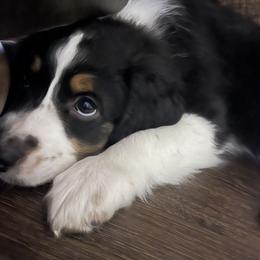 Aussiedoodle Puppies from White River Doodles