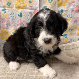 Bell - Black and white female Aussiedoodle puppy in Lebanon, Missouri from Kaitlen's Doodle Pups