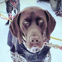 German Shorthaired Pointers from Kristen's German Shorthaired Pointers