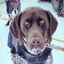 German Shorthaired Pointers from Kristen's German Shorthaired Pointers