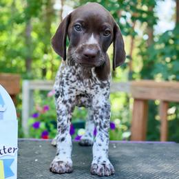 Mulan - Liver and white female German Shorthaired Pointer puppy in North Branch, Minnesota from Chrishelle Farm