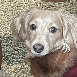 Valkyrie (Val) - Dachshund