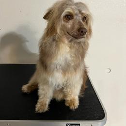 Mars - Chinese Crested
