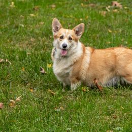 Teela - Pembroke Welsh Corgi