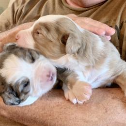 Miniature Australian Shepherd Puppies from Rowdy Ranch Tx