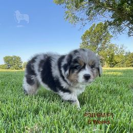 Australian Shepherd, Miniature American Shepherd, and Toy Australian Shepherd Puppies from OR Aussies