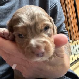 Marsha - Fawn (isabella) and tan female Dachshund puppy in Snowflake, Arizona from Frosty Doxies