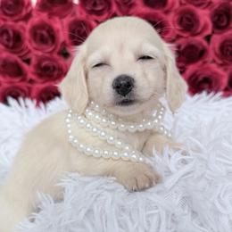 Zuna - Cream female Dachshund puppy in Richmond, Virginia from Irresistible Dachshunds & Cavaliers