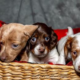 Dachshund Puppies from Muddy Clyde