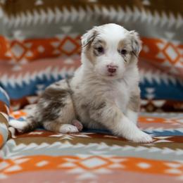 Ember - Red merle female Australian Shepherd puppy in Lakewood, Colorado from Skyray Aussies