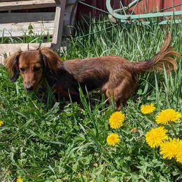 Cloe - Dachshund