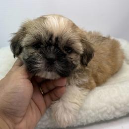 Alan - Black gold and white male Shih Tzu puppy in Bourne, Massachusetts from Shih Tzu Pups