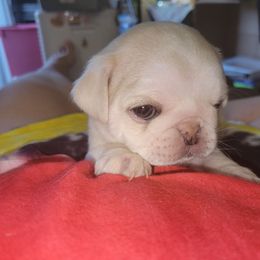 Olaf - White male Pug puppy in Spokane, Washington from Kapelac's Royal Pugs