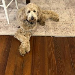 Assorted Doodle Crosses, Bernedoodle, and Labradoodle All Grown Up from Small town doodles & poodles