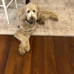 Assorted Doodle Crosses, Bernedoodle, and Labradoodle All Grown Up from Small town doodles & poodles
