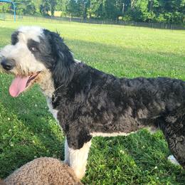 Aussiedoodles, Poodles, and Sheepadoodles from BellCoop Ranch