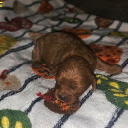 Emma - Red female Cavapoo puppy in Copan, Oklahoma from Lebel Cavapoos