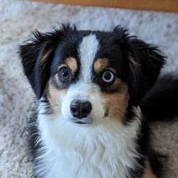 Coby - Toy Australian Shepherd