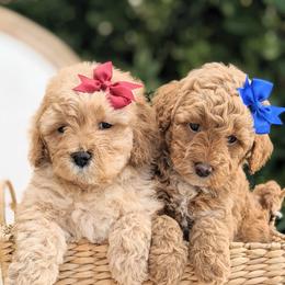 Aussiedoodle and Goldendoodle Puppies from Ever After Doodles Arizona
