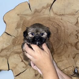 Shih Tzu Puppies from It’s a Shih Tzu world