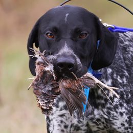 Groot - German Shorthaired Pointer