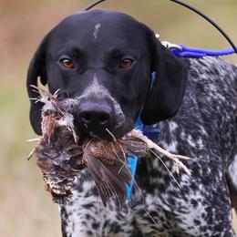Groot - German Shorthaired Pointer
