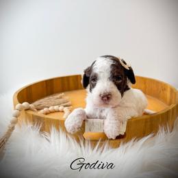 Godiva - Parti female Goldendoodle puppy in from Pink Poodles and Doodles