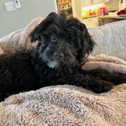 Aussiedoodle and Goldendoodle Puppies from Gray Doodles