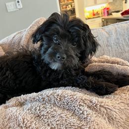 Aussiedoodle and Goldendoodle Puppies from Gray Doodles