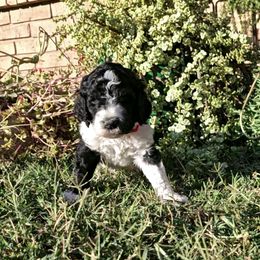 Red parti boy - Parti male Labradoodle puppy in San Antonio, Texas from Multigenerational Labradoodles of Central TX