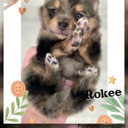 Rokee - Chocolate merle male Pomeranian puppy in Eatonville, Washington from Foxy Forest Poms